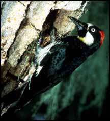 Acorn woodpecker feeding at the nest